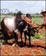 Farmer using oxen to plough